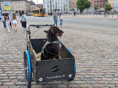 Cargo bike for dog